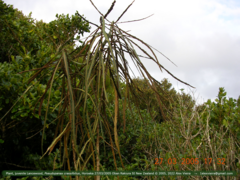 Pseudopanax crassifolius