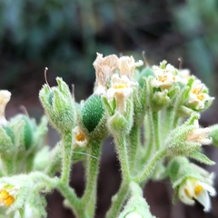 Solanum abutiloides