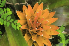 Aechmea nidularioides