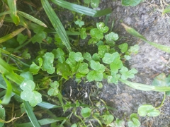Hydrocotyle hirta