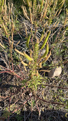 Polanisia dodecandra