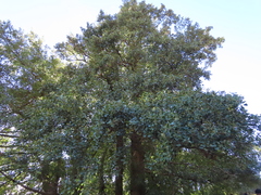 Alnus lusitanica