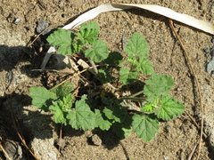 Sphaeralcea bonariensis