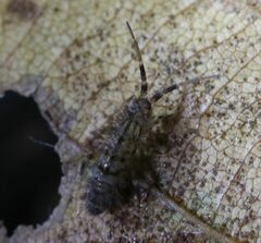 Orchesella villosa