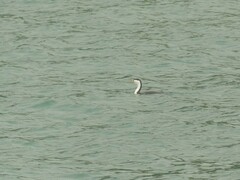 Phalacrocorax varius varius