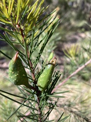 Hakea sericea