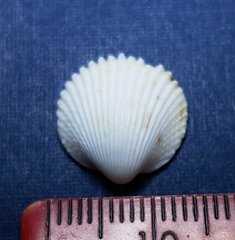 Dallocardia muricata
