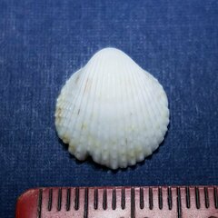Dallocardia muricata