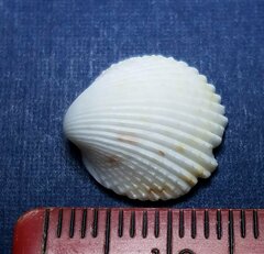Dallocardia muricata