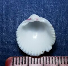 Dallocardia muricata