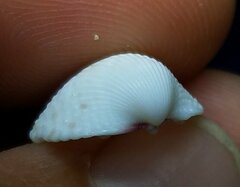 Dallocardia muricata