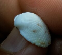 Dallocardia muricata
