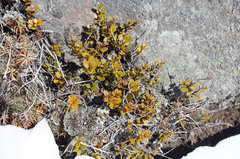 Gaultheria colensoi