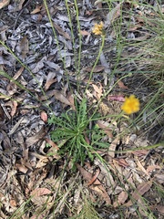 Hypochaeris radicata