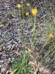 Hypochaeris radicata