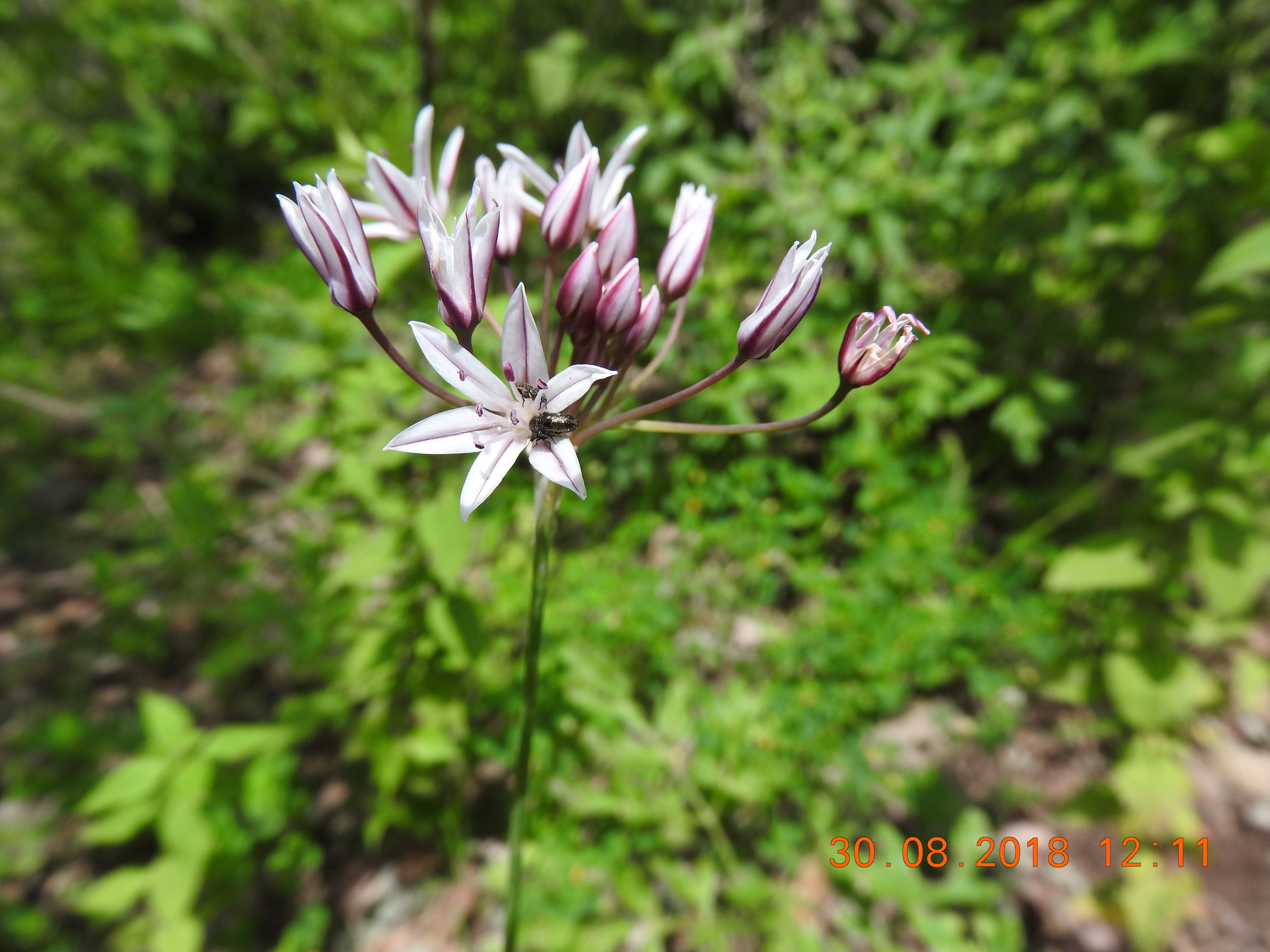Allium glandulosum