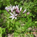 Allium glandulosum - Photo (c) Alan Camacho Morales,  זכויות יוצרים חלקיות (CC BY-NC), uploaded by Alan Camacho Morales