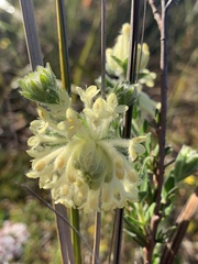 Pimelea octophylla