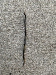 Caenoplana