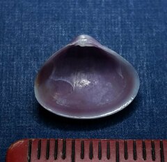 Tivela