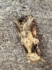 Spodoptera latifascia