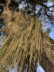 Rhipsalis lindbergiana