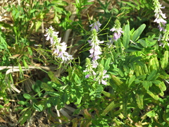 Galega officinalis
