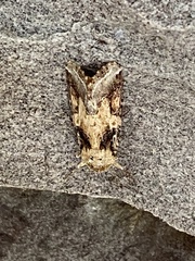 Spodoptera latifascia