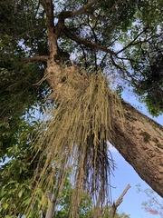 Rhipsalis lindbergiana