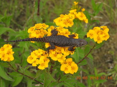 Sceloporus dugesii