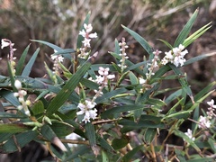 Leucopogon australis