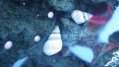 Littoraria pintado
