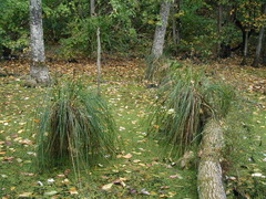 Carex decomposita