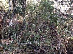 Leucopogon australis