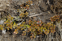 Gaultheria colensoi