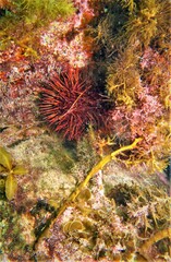 Heliocidaris erythrogramma