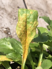 Puccinia obscura