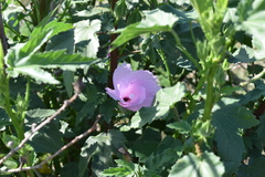 Hibiscus striatus
