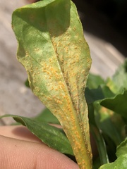 Puccinia obscura