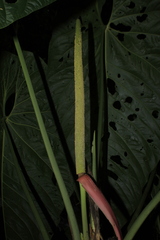 Anthurium queremalense