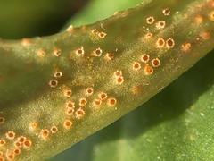 Puccinia obscura