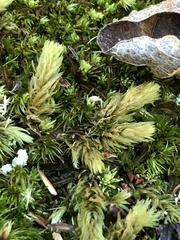 Aulacomnium palustre