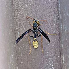 Mischocyttarus navajo