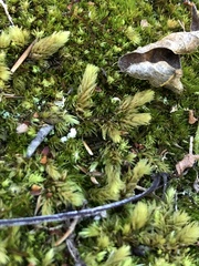 Aulacomnium palustre