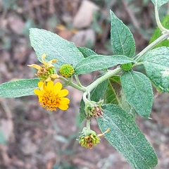 Asteraceae