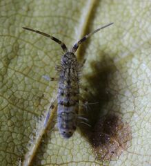 Orchesella villosa