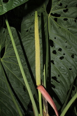 Anthurium queremalense