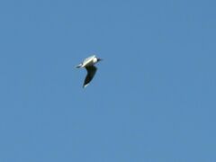 Chroicocephalus maculipennis