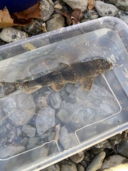 Hypentelium nigricans