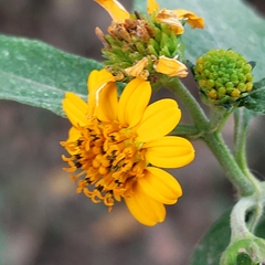 Asteraceae